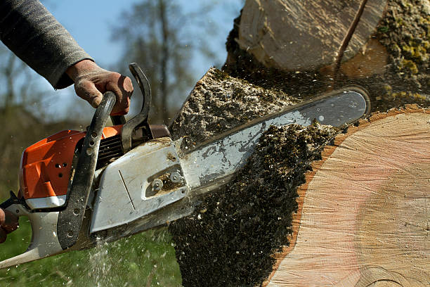 Best Emergency Storm Tree Removal  in Newport, KY